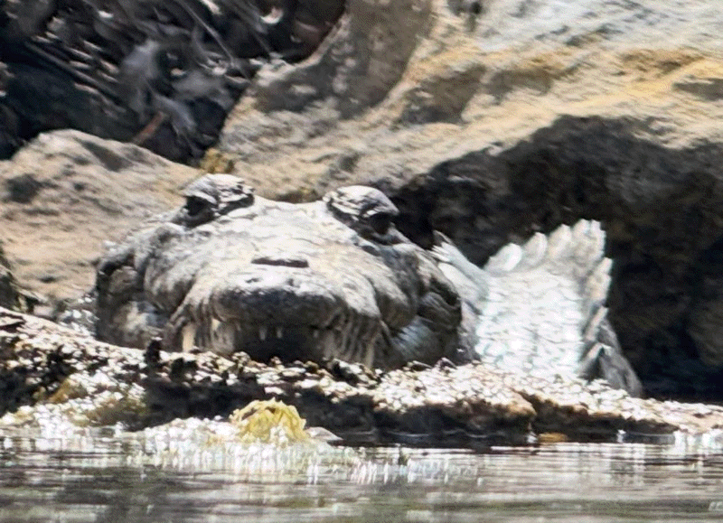 Photo of a partially submerged crocodile